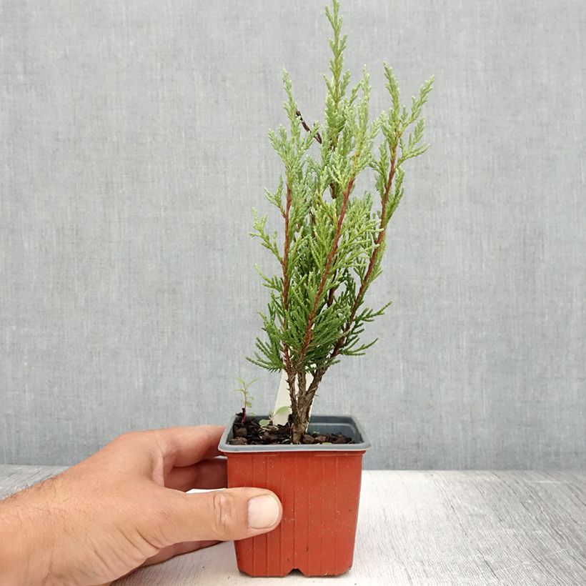 Amostra de Juniperus scopulorum Moonglow Vaso de 8/9 cm tal como entregue no verão