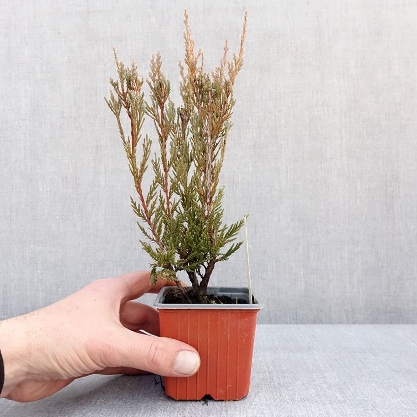 Amostra de Juniperus scopulorum Moonglow Vaso de 8/9 cm tal como entregue no inverno