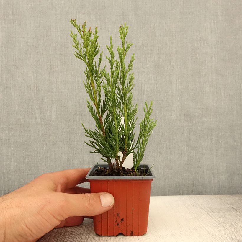Amostra de Juniperus scopulorum Moonglow Vaso de 8/9 cm tal como entregue na primavera