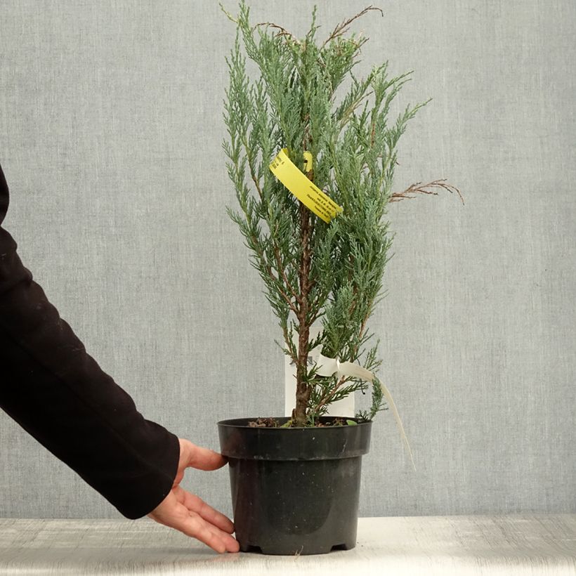 Amostra de Juniperus scopulorum Moonglow Vaso de 2 L/3 L tal como entregue no outono