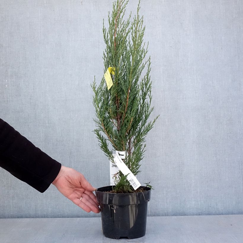 Amostra de Juniperus scopulorum Moonglow Vaso de 2 L/3 L tal como entregue na primavera