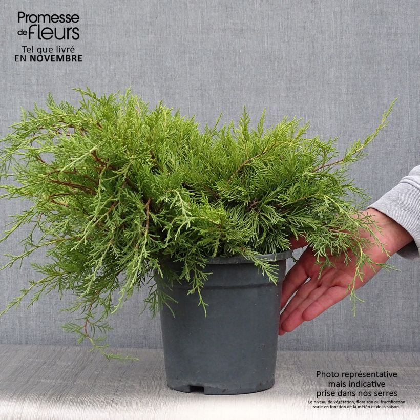 Amostra de Juniperus × media Gold Coast Vaso de 2 L/3 L tal como entregue no outono