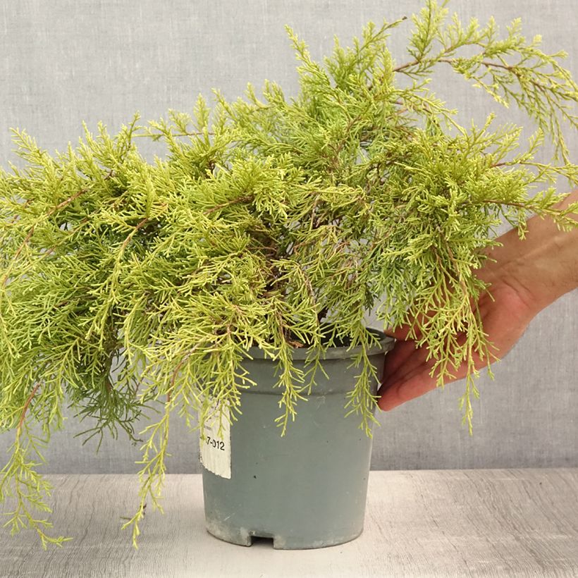Amostra de Juniperus × media Gold Coast Vaso de 2 L/3 L tal como entregue no verão
