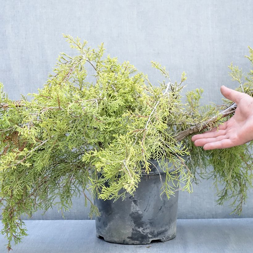 Amostra de Juniperus × media Gold Coast Vaso de 7,5 L/10 L tal como entregue no outono