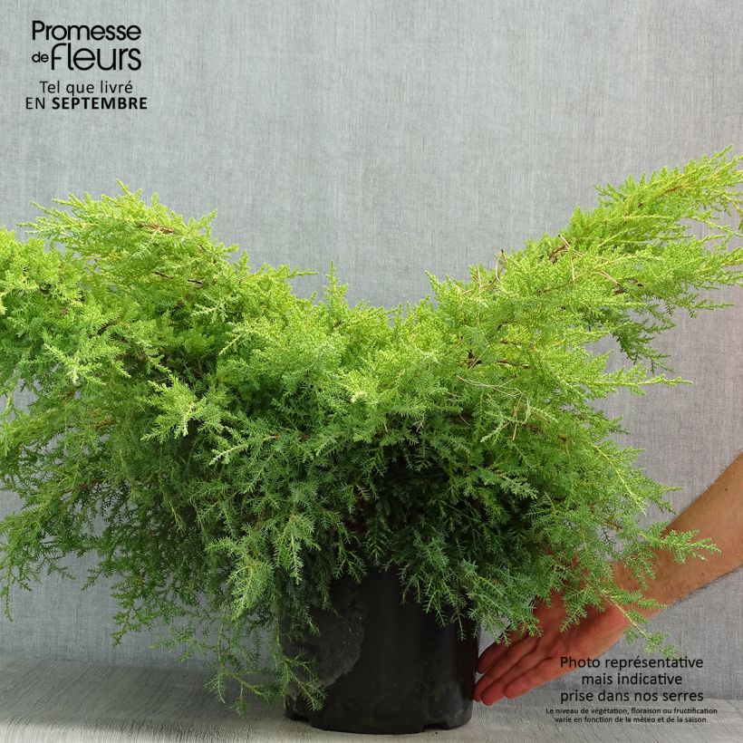 Amostra de Juniperus × media Gold Star Vaso de 7,5 L/10 L tal como entregue no verão