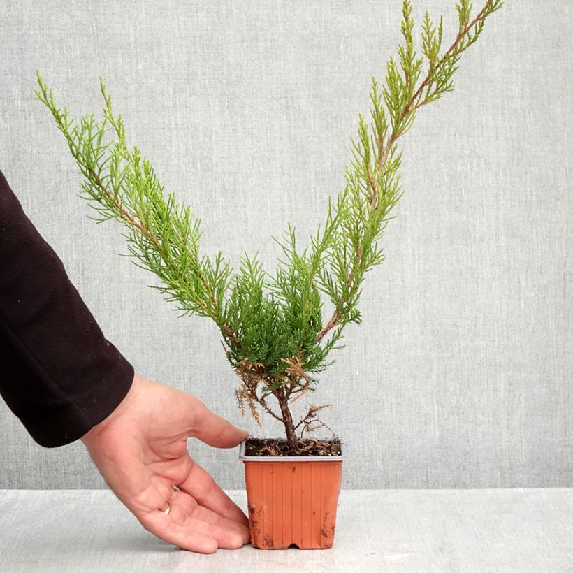 Amostra de Genévrier - Juniperus x media Mint Julep Godet de 8/9 cm tal como entregue no outono