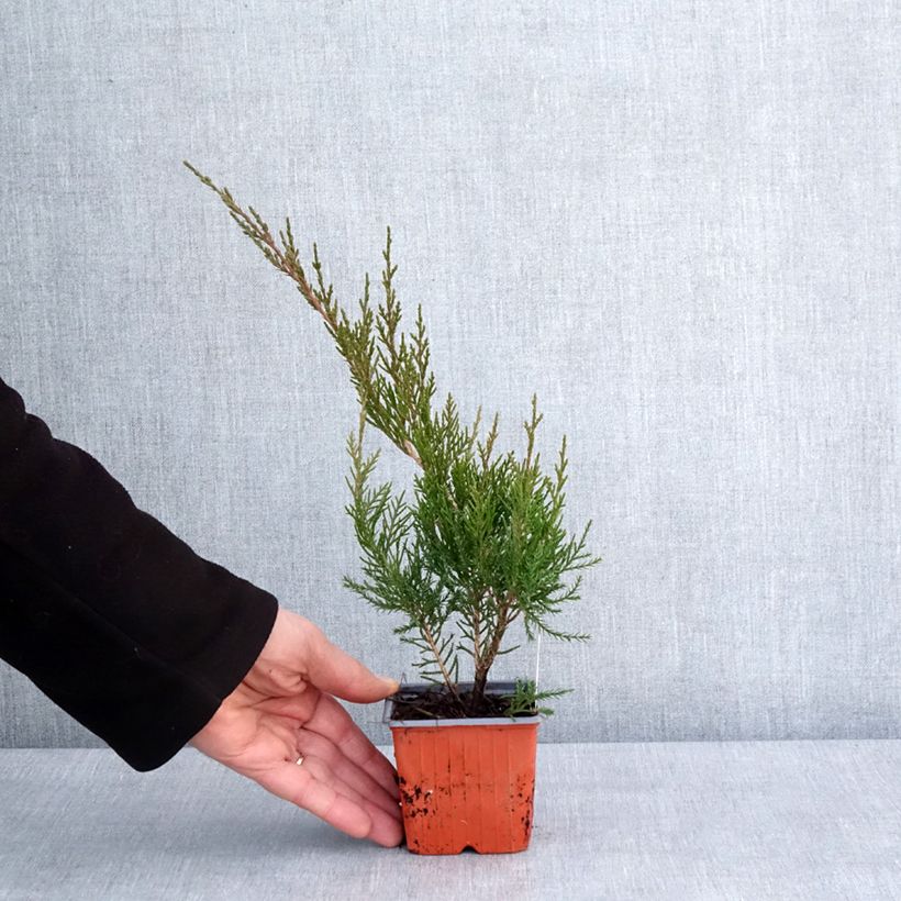 Amostra de Juniperus media Mint Julep Vaso de 8/9 cm tal como entregue no inverno