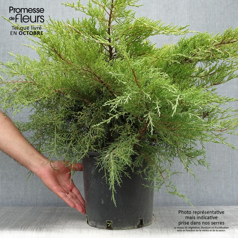 Amostra de Juniperus media Pfitzeriana Aurea Vaso de 7,5 L/10 L tal como entregue no outono