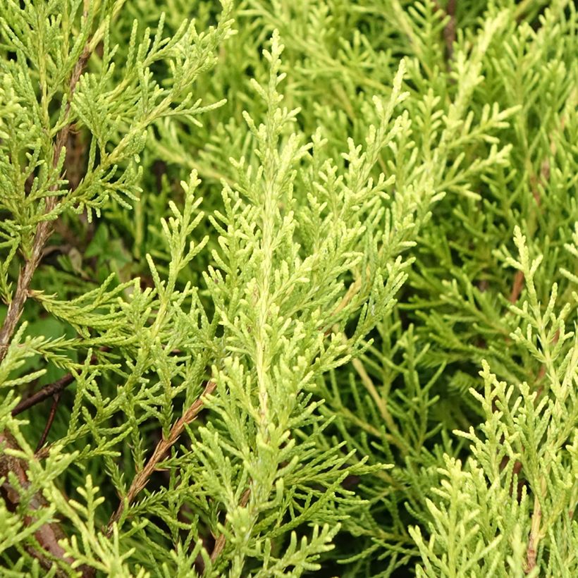 Juniperus media Pfitzeriana Aurea (Folhagem)