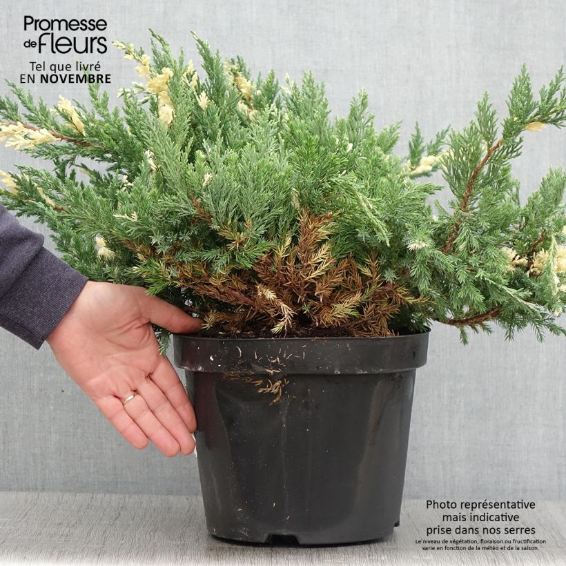 Amostra de Genévrier rampant - Juniperus chinensis Expansa Variegata Pot de 7,5L/10L tal como entregue no outono