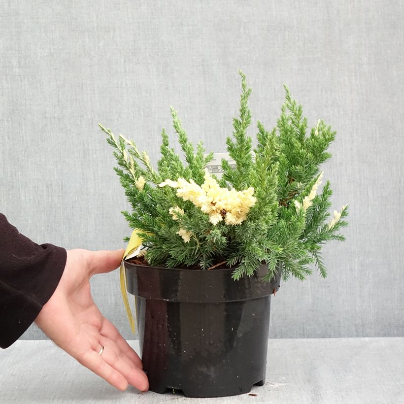Amostra de Juniperus chinensis Expansa Variegata Vaso de 2 L/3 L tal como entregue no outono