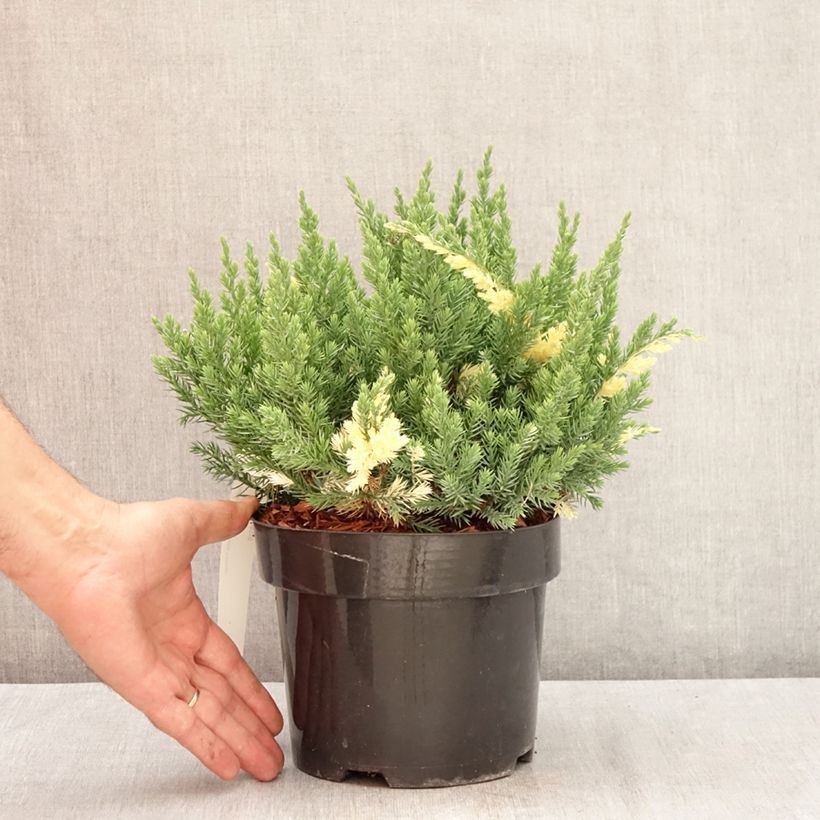 Amostra de Juniperus chinensis Expansa Variegata Vaso de 2 L/3 L tal como entregue no verão