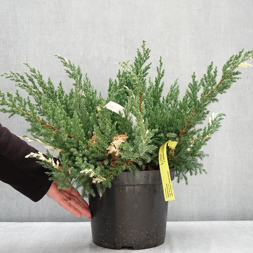 Amostra de Juniperus chinensis Expansa Variegata Vaso de 7,5 L/10 L tal como entregue no inverno