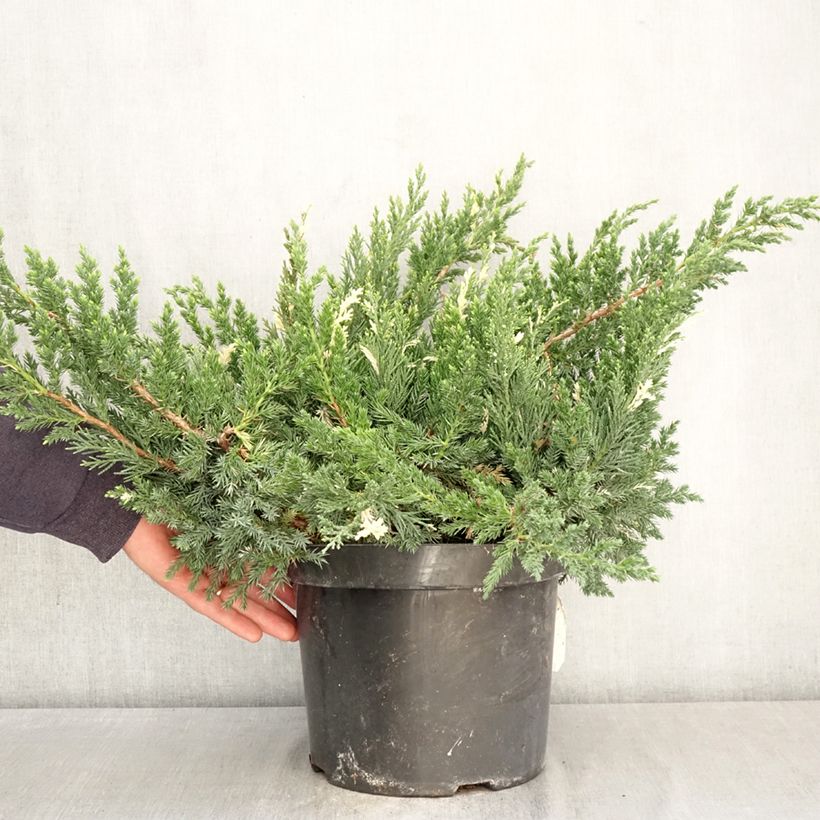 Amostra de Juniperus chinensis Expansa Variegata Vaso de 7,5 L/10 L tal como entregue na primavera