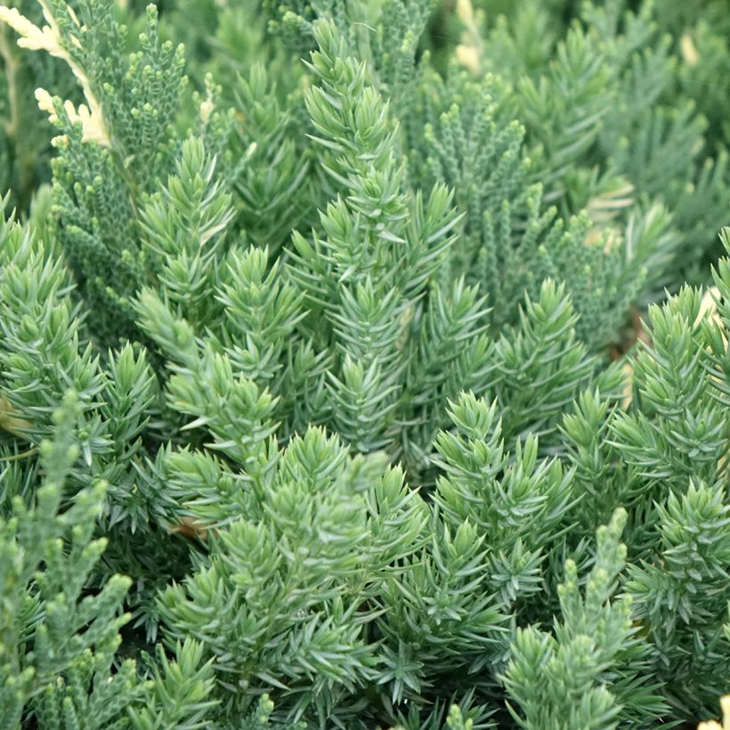 Juniperus chinensis Expansa Variegata (Folhagem)