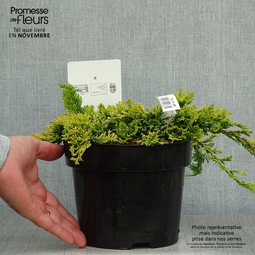 Amostra de Juniperus horizontalis Golden Carpet Vaso de 2 L/3 L tal como entregue no outono
