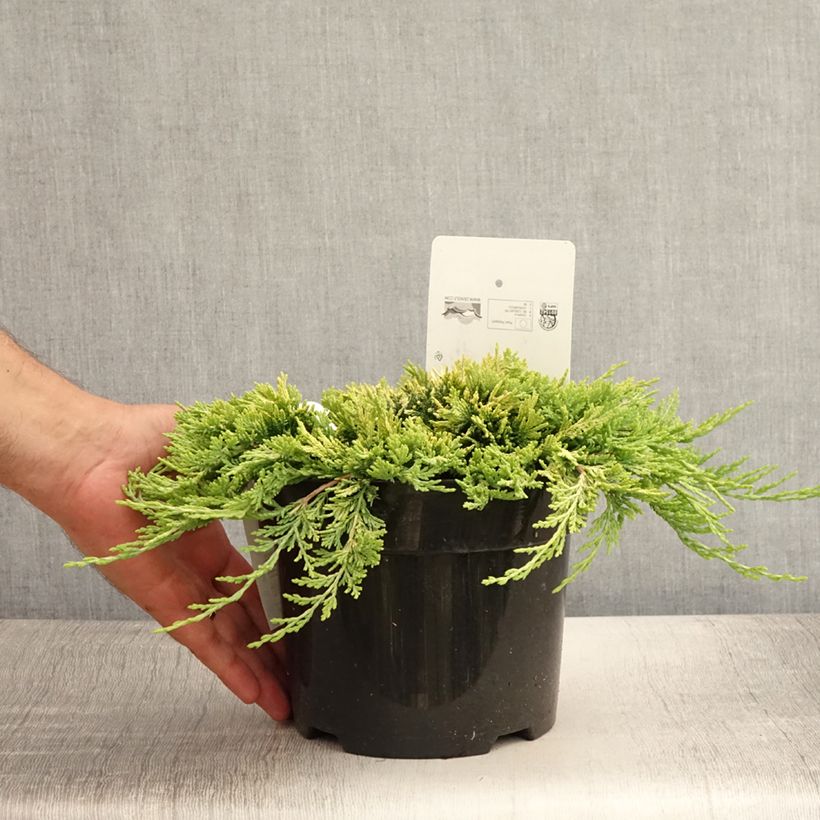Amostra de Juniperus horizontalis Golden Carpet Vaso de 2 L/3 L tal como entregue no verão