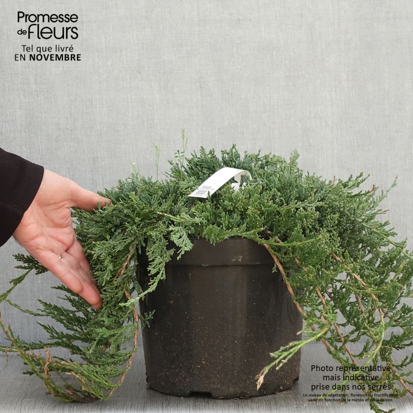 Amostra de Juniperus horizontalis Wiltonii Vaso de 7,5 L/10 L tal como entregue no outono