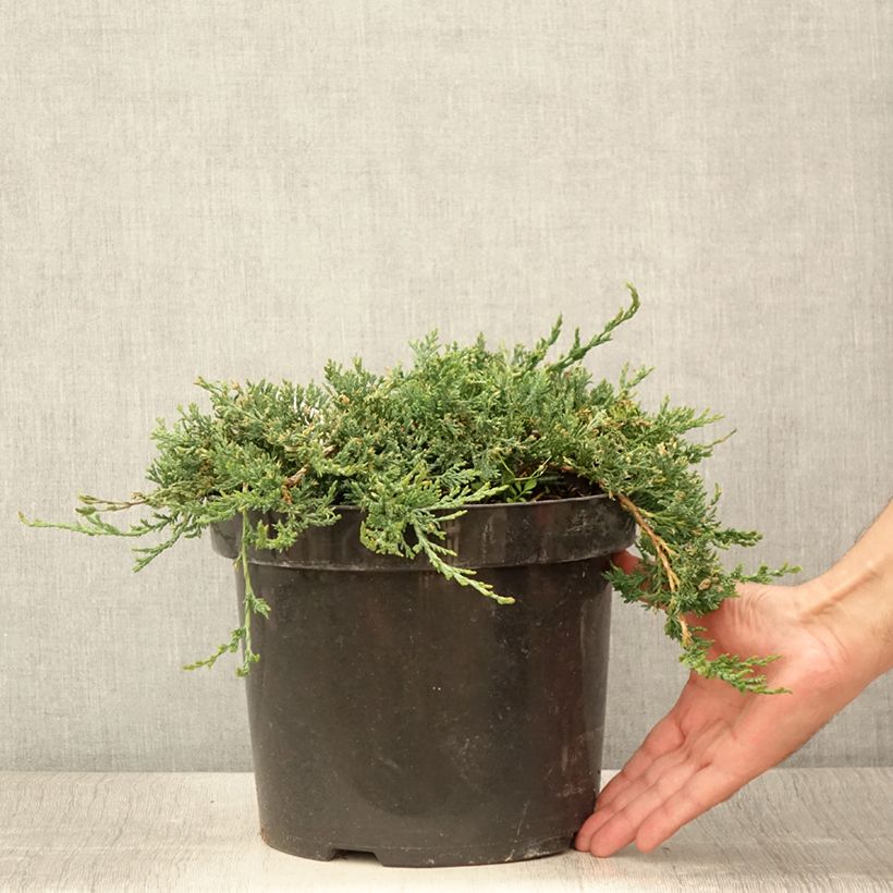 Amostra de Juniperus horizontalis Wiltonii Vaso de 7,5 L/10 L tal como entregue no verão