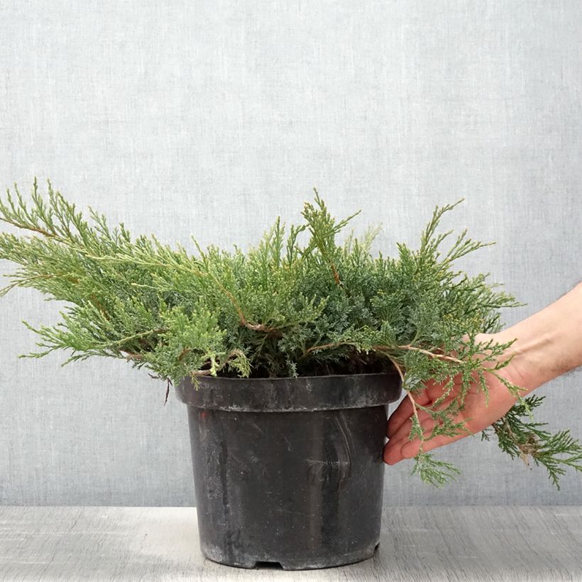 Amostra de Juniperus horizontalis Wiltonii Vaso de 7,5 L/10 L tal como entregue na primavera