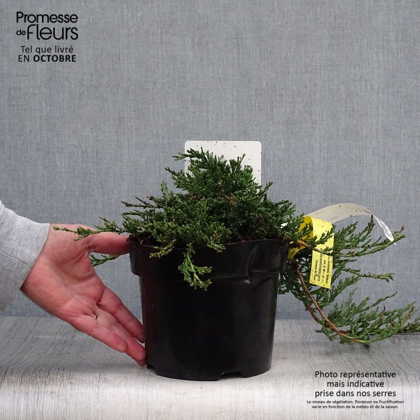Amostra de Juniperus horizontalis Wiltonii Vaso de 2 L/3 L tal como entregue no outono