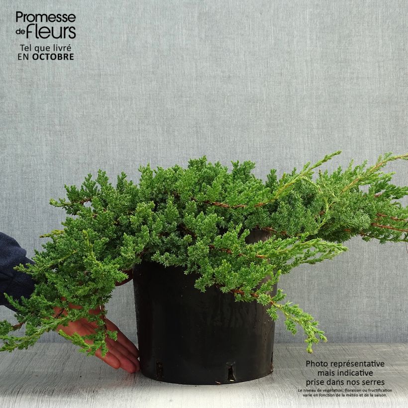 Amostra de Genévrier rampant - Juniperus procumbens Nana Pot de 7,5L/10L tal como entregue no outono