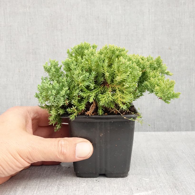 Amostra de Juniperus procumbens Nana Vaso de 8/9 cm tal como entregue no outono
