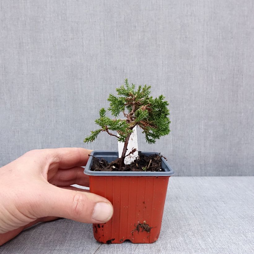 Amostra de Juniperus procumbens Nana Vaso de 8/9 cm tal como entregue no inverno