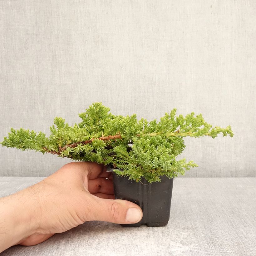 Amostra de Juniperus procumbens Nana Vaso de 8/9 cm tal como entregue na primavera