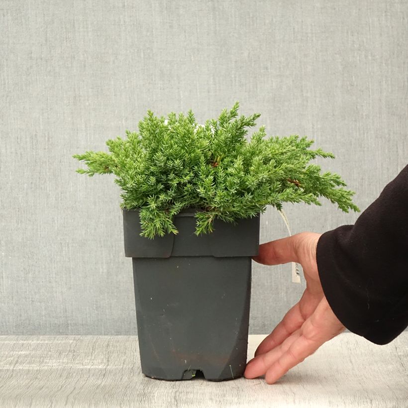 Amostra de Juniperus procumbens Nana Vaso de 2 L/3 L tal como entregue no outono