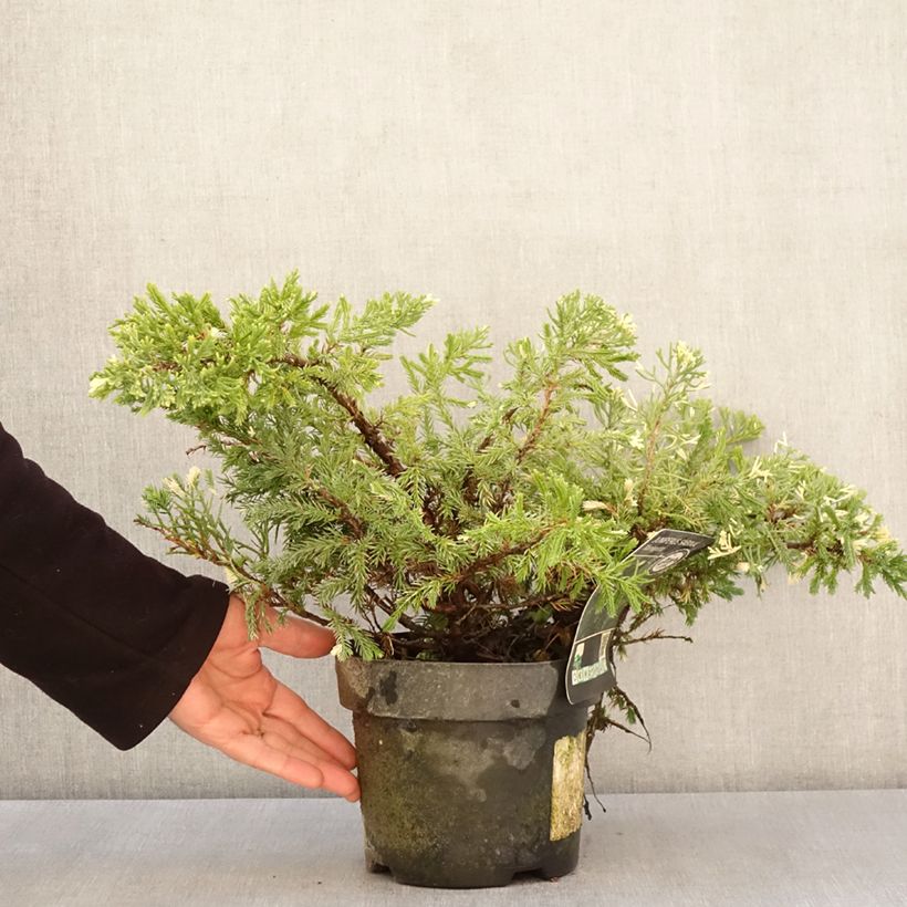 Amostra de Genévrier sabine - Juniperus sabina Variegata Vaso de 2 L/3 L tal como entregue na primavera