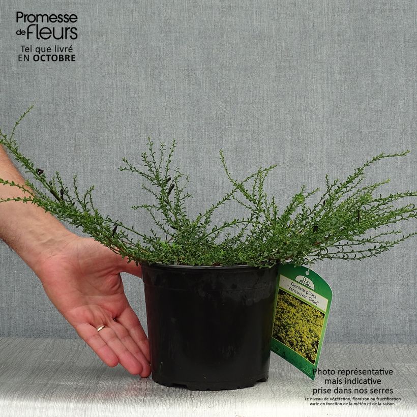 Amostra de Genista pilosa Vancouver Gold Vaso de 2 L/3 L tal como entregue no outono