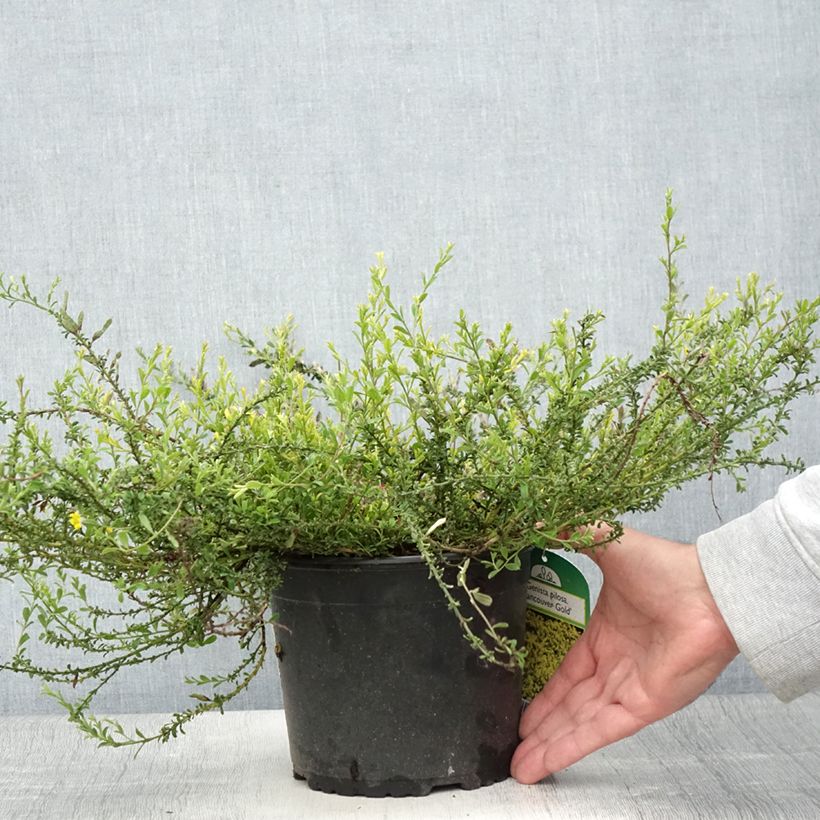Amostra de Genista pilosa Vancouver Gold Vaso de 2 L/3 L tal como entregue no verão