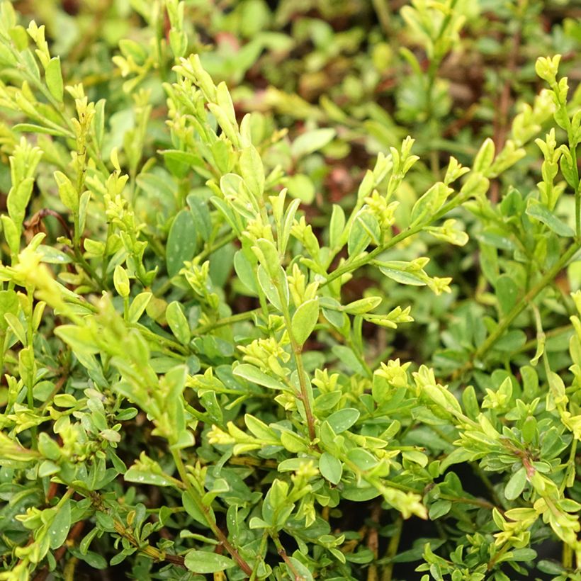 Genista pilosa Vancouver Gold (Folhagem)
