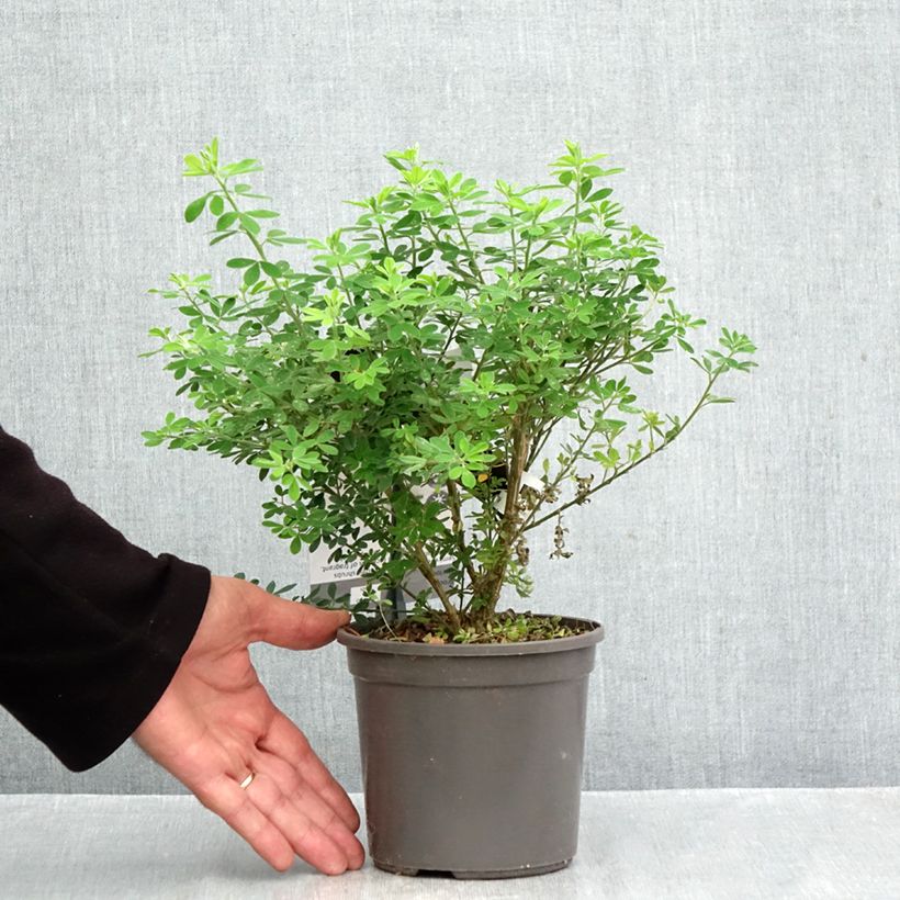 Amostra de Genista Porlock Vaso de 2 L/3 L tal como entregue no outono