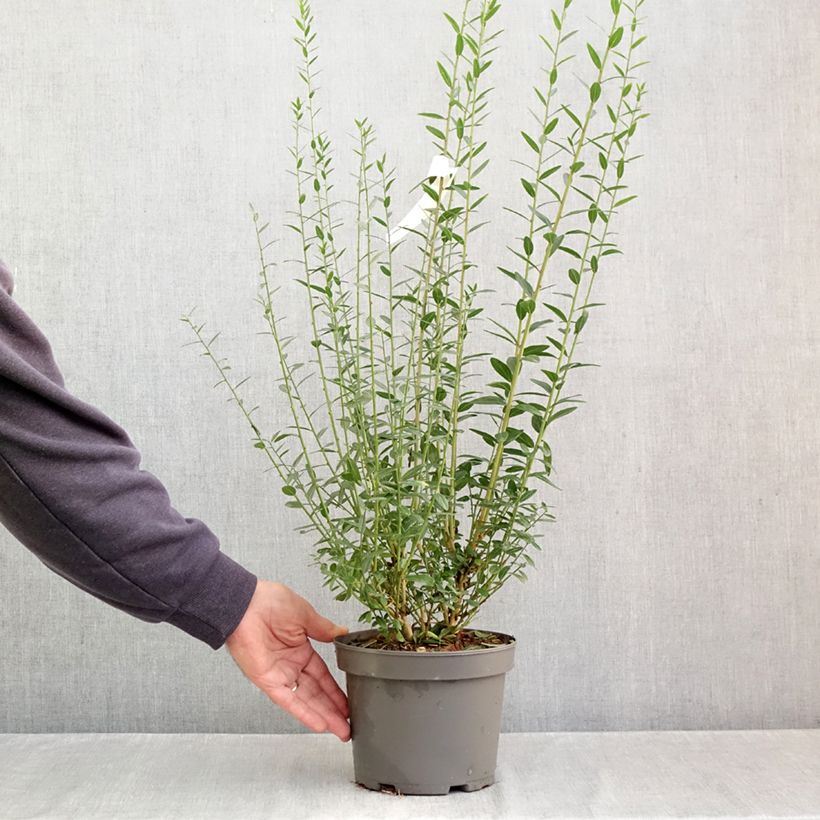 Amostra de Genista tinctoria Vaso de 3 L/4 L tal como entregue no outono