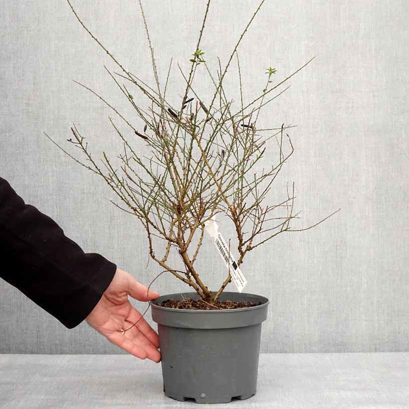 Amostra de Genista tinctoria - Genêt des teinturiers Vaso de 3 L/4 L tal como entregue no inverno