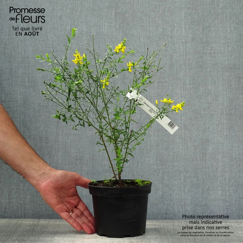 Amostra de Genista tinctoria Plena Vaso de 2 L/3 L tal como entregue no verão