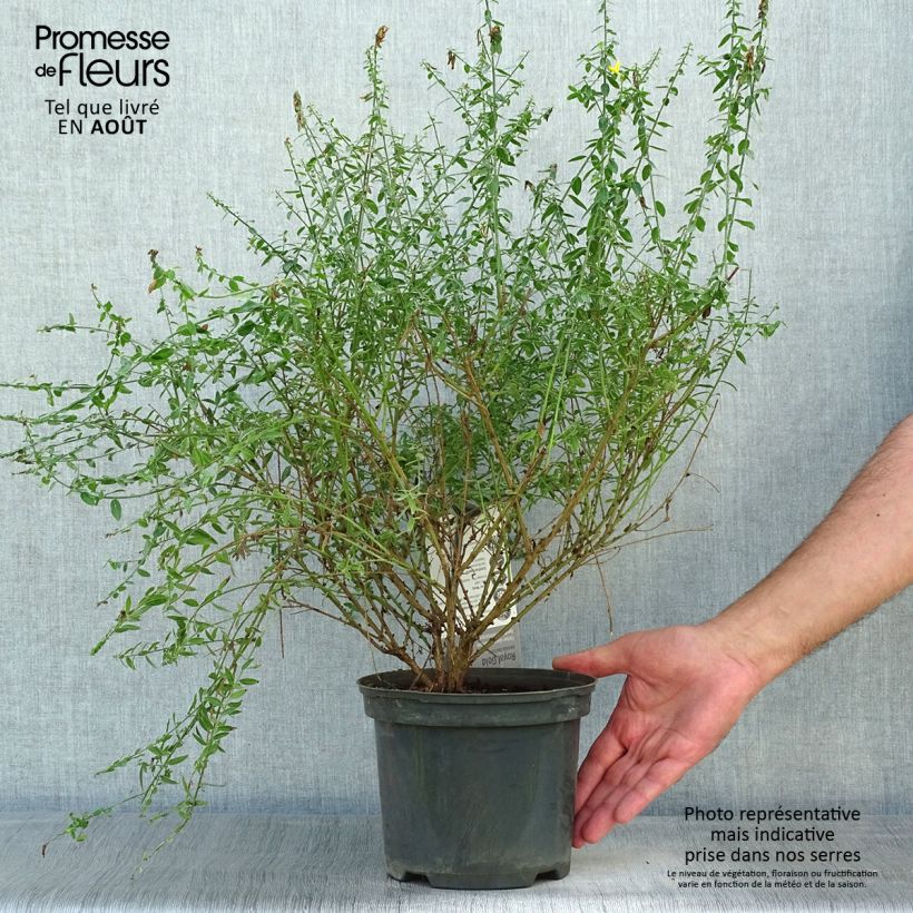 Amostra de Genista tinctoria Royal Gold Vaso de 1,5 L/2 L tal como entregue no verão