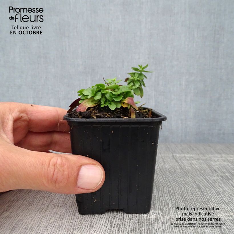 Amostra de Gentiana makinoi Blue Star® Vaso de 8/9 cm tal como entregue no outono