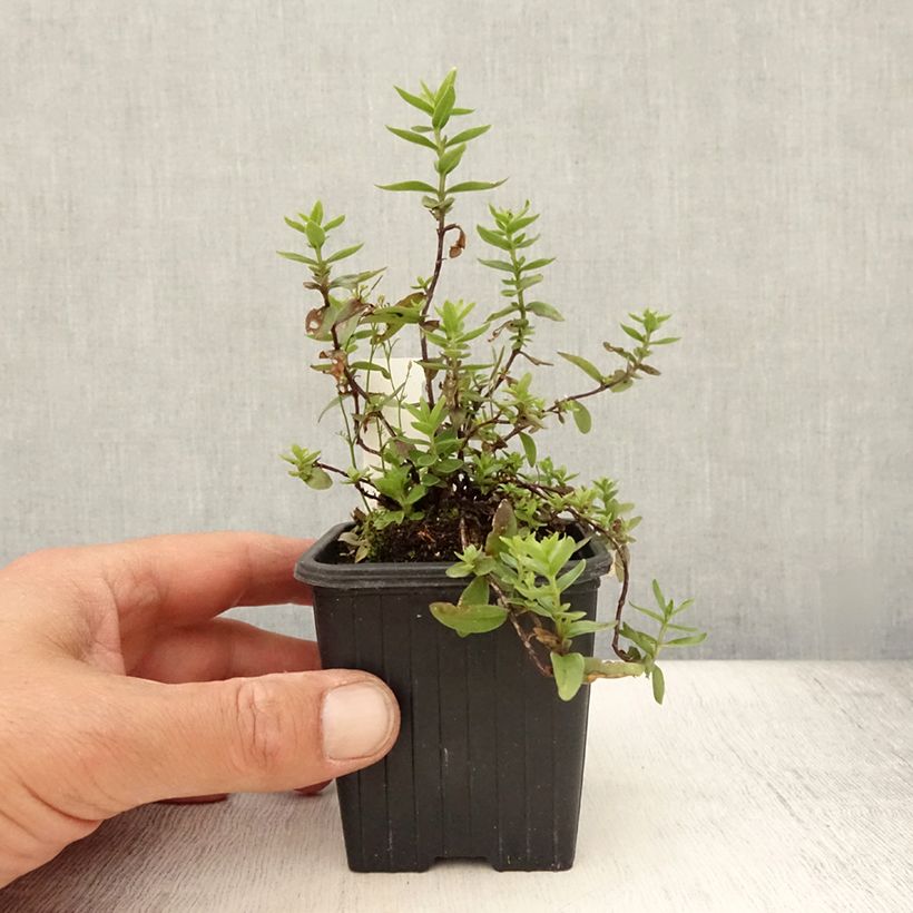 Amostra de Gentiana makinoi Blue Star® Vaso de 8/9 cm tal como entregue no verão