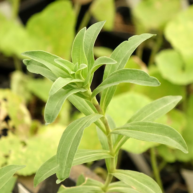 Gentiana cruciata (Folhagem)