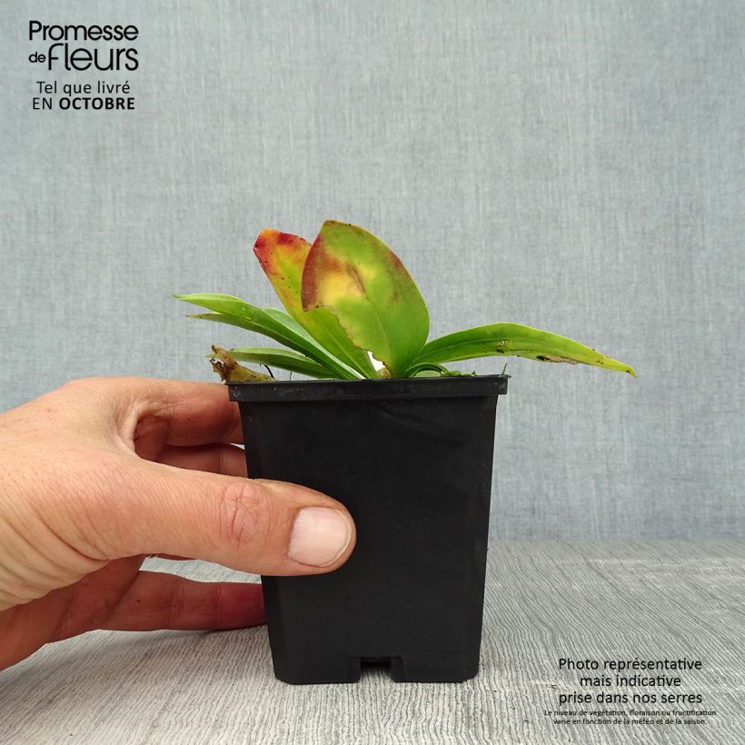 Amostra de Gentiana lutea Vaso de 8/9 cm tal como entregue no outono