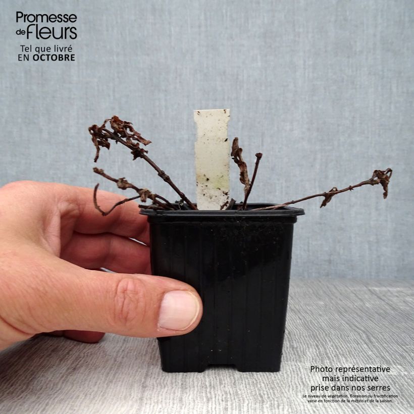 Amostra de Gentiana True Blue Vaso de 8/9 cm tal como entregue no outono