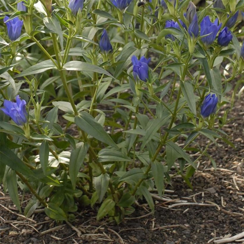 Gentiana True Blue (Folhagem)