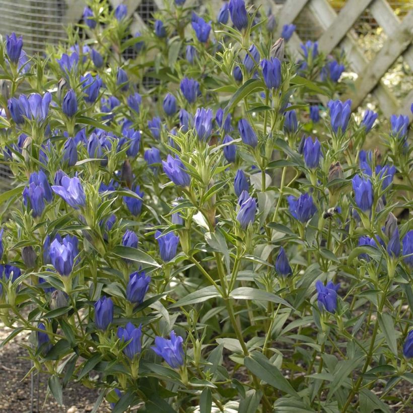 Gentiana True Blue (Floração)