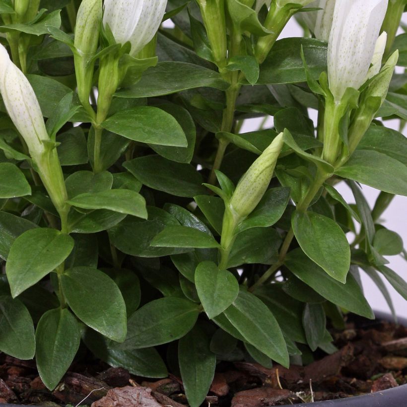 Gentiana makinoi White Magic (Folhagem)