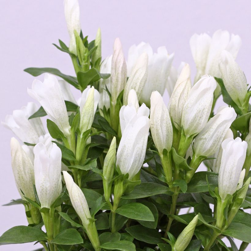 Gentiana makinoi White Magic (Floração)
