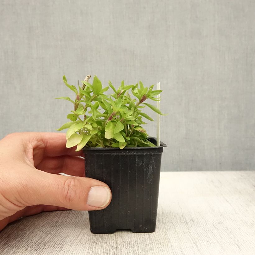 Amostra de Gentiana makinoi White Magic Vaso de 8/9 cm tal como entregue no outono