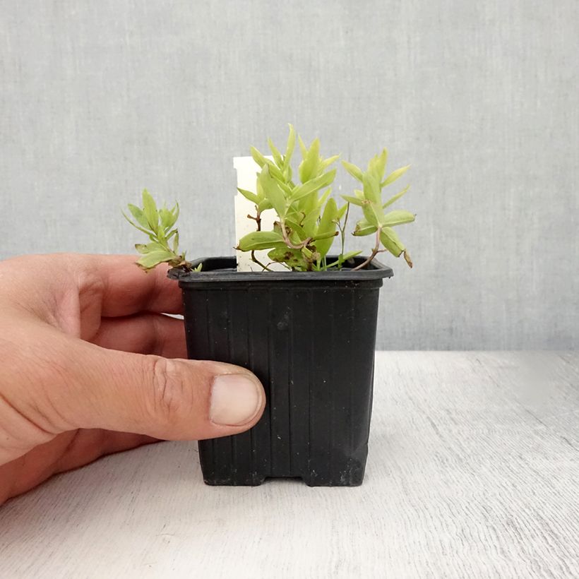 Amostra de Gentiana makinoi White Magic Vaso de 8/9 cm tal como entregue no verão